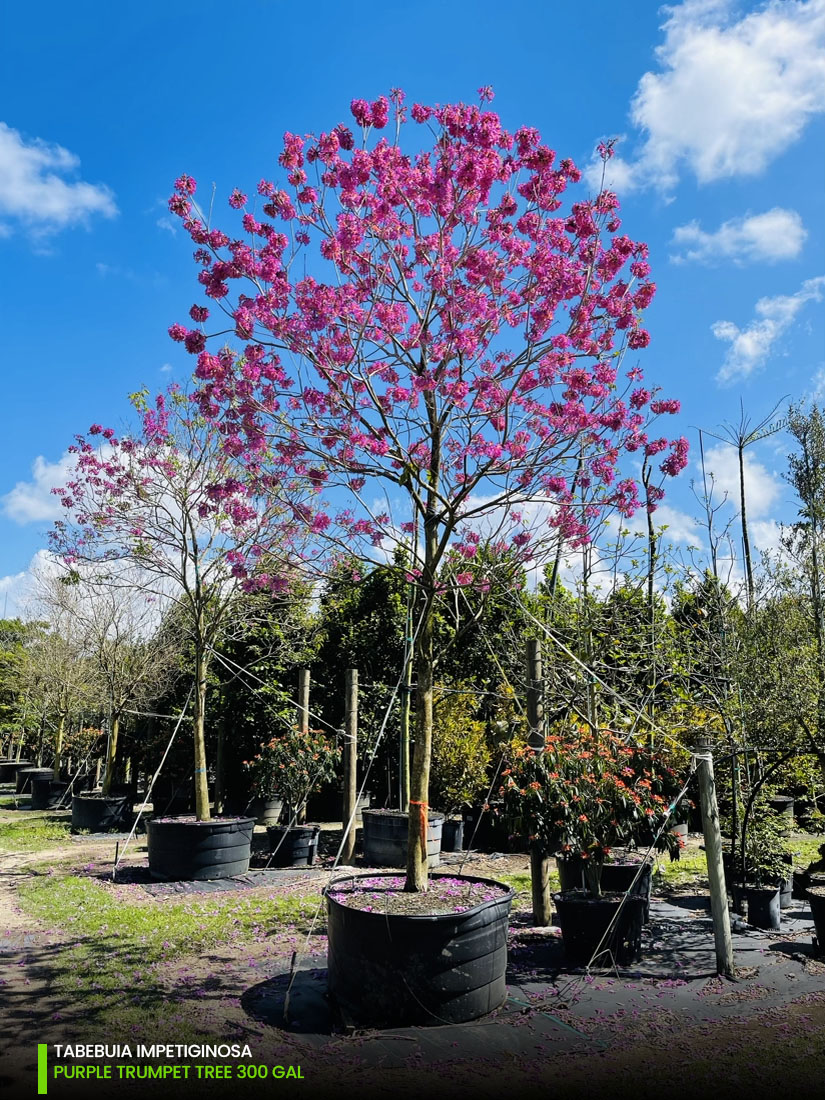 spring blooming Tabebuia impeteginosa - 300 gal