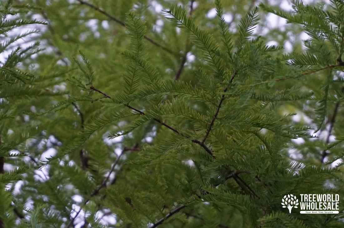 Taxodium Distichum - Bald Cypress - Foliage