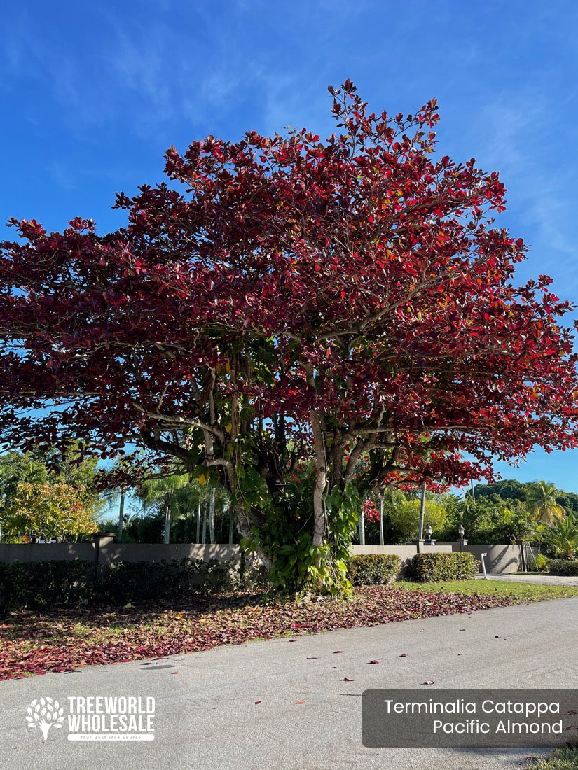 Terminalia Catappa tree - Pacific Almond, Indian almond tree for sale- Specimen