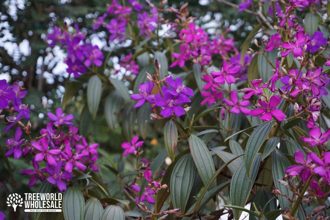 Tibouchina Granulosa - Purple Glory - Flower