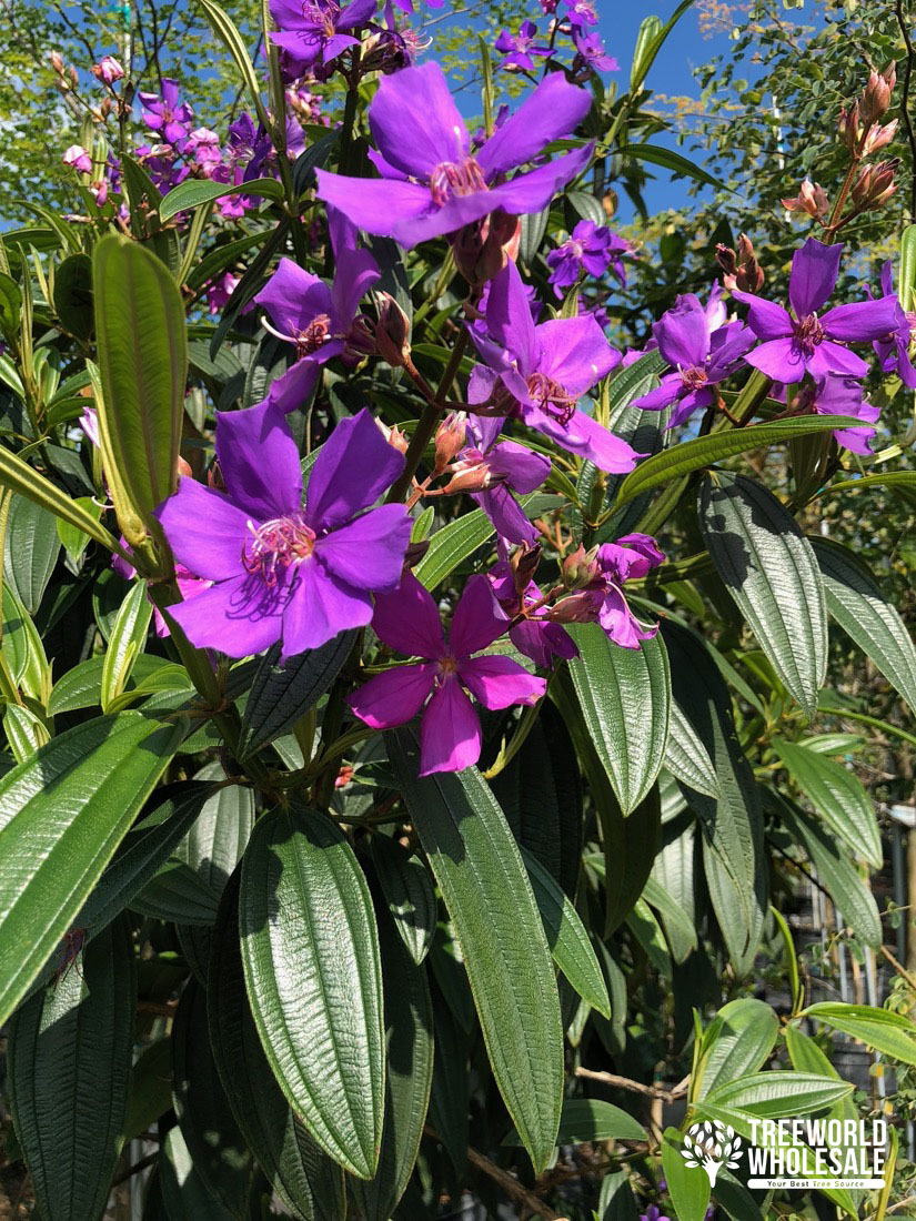 Tibouchina Granulosa - Purple Glory - Flower - Leaf