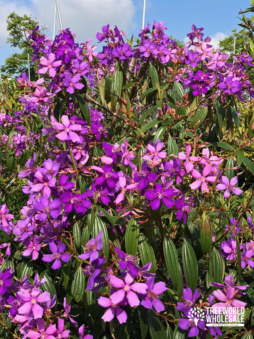 Tibouchina Granulosa - Purple Glory - Flower - Leaf