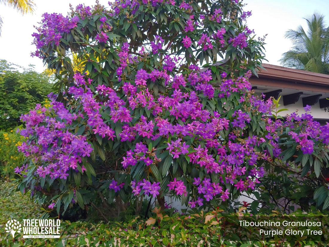Tibouchina Granulosa - Purple Glory - Specimen