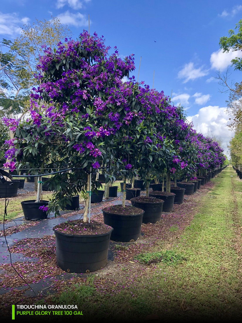 Tibouchina Granulosa - Purple Glory Tree - 100 gal