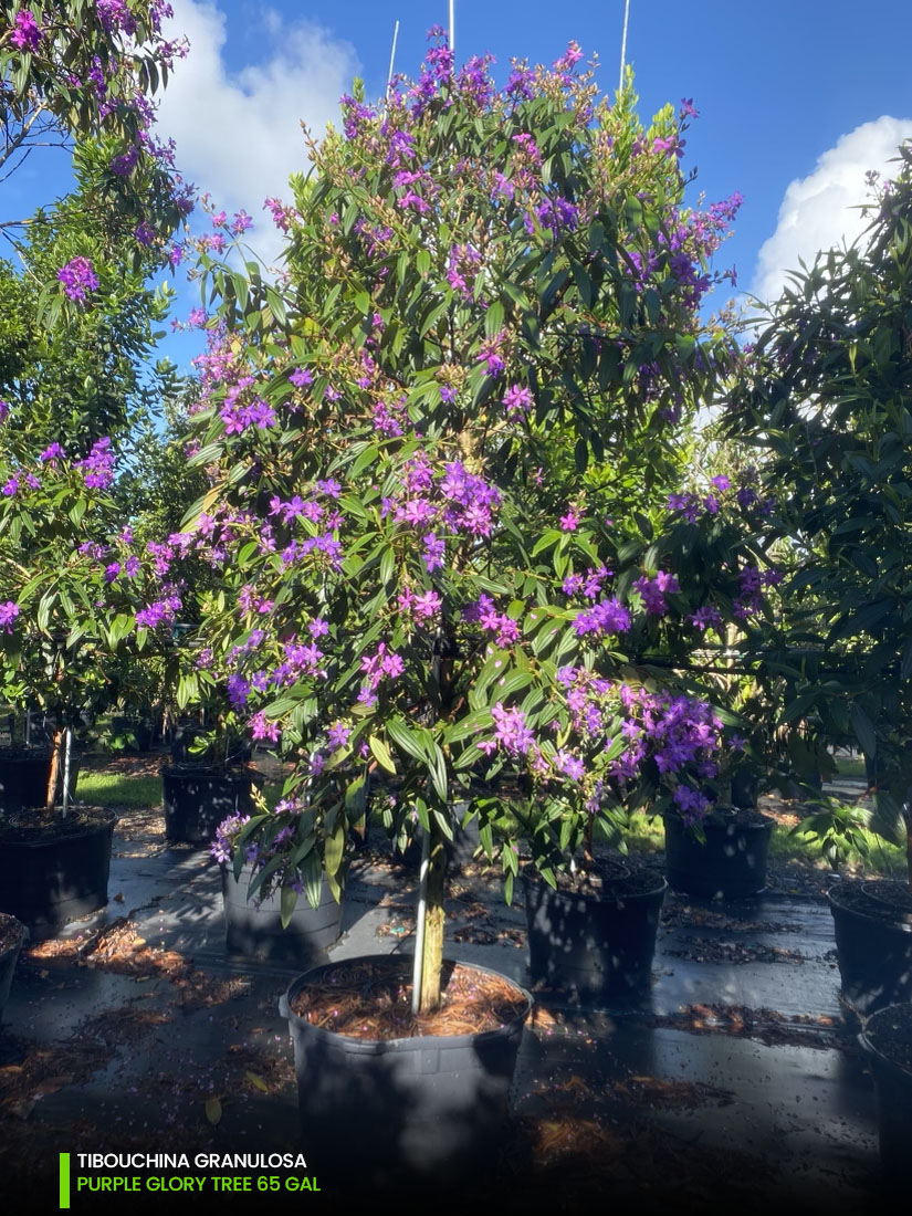 Tibouchina Granulosa - Purple Glory Tree - 65 gal