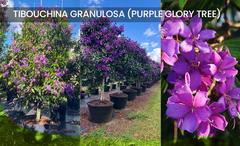 spring blooming Tibouchina Granulosa (Purple Glory Tree)