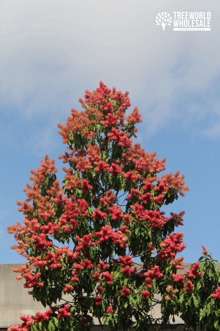 Triplaris Cumingiana - Long John- Ant Tree - Canopy