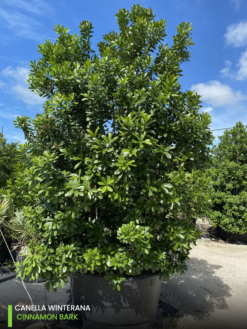 windbreak trees canella winterana cinammon bark bush