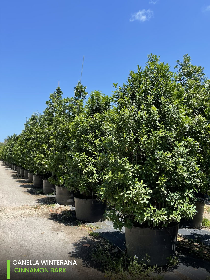 windbreak trees canella winterana cinammon bark bush