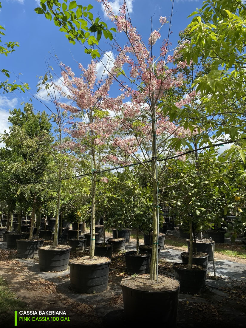 cassia bakeriana - Pink cassia