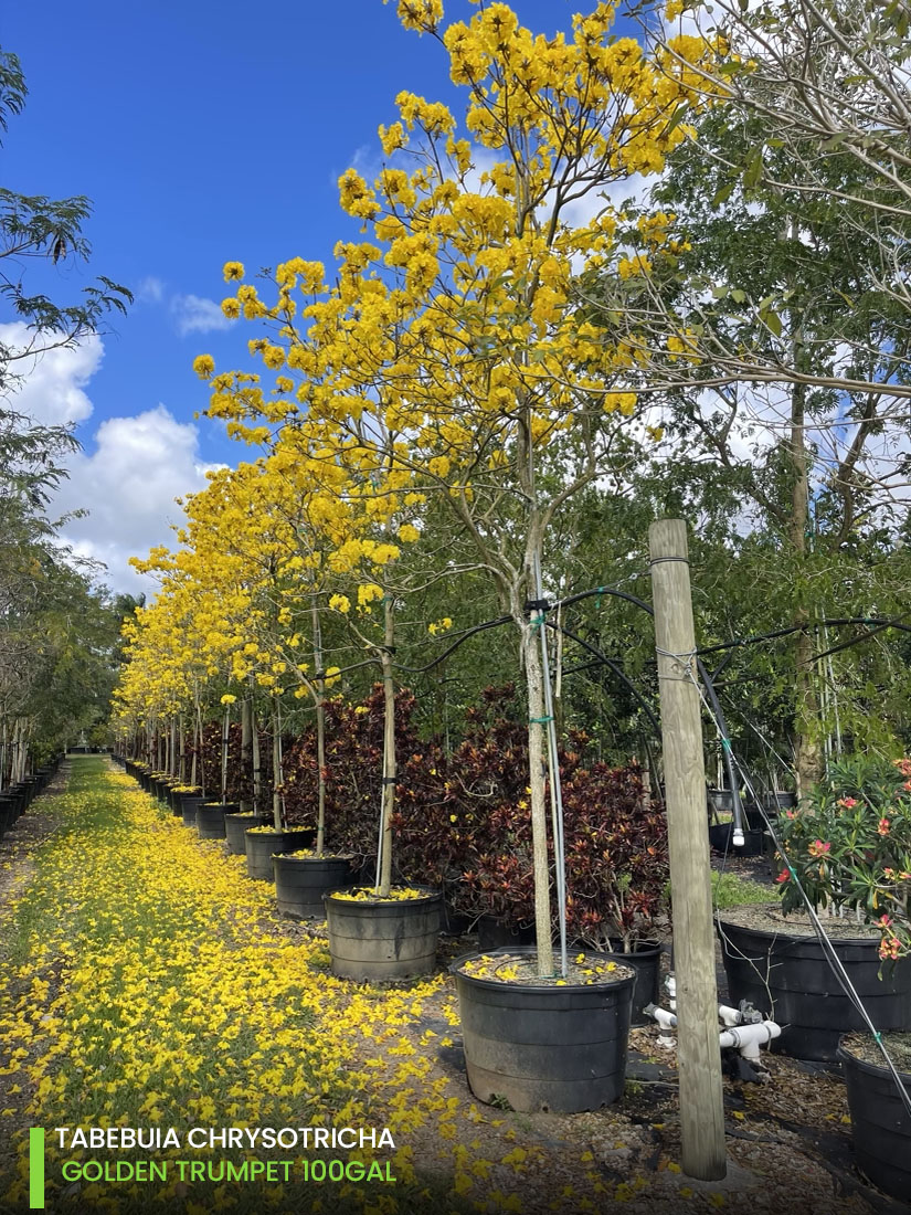 Ornamental trees - Tababuia chrysotrica - golden trumpet 100 gal