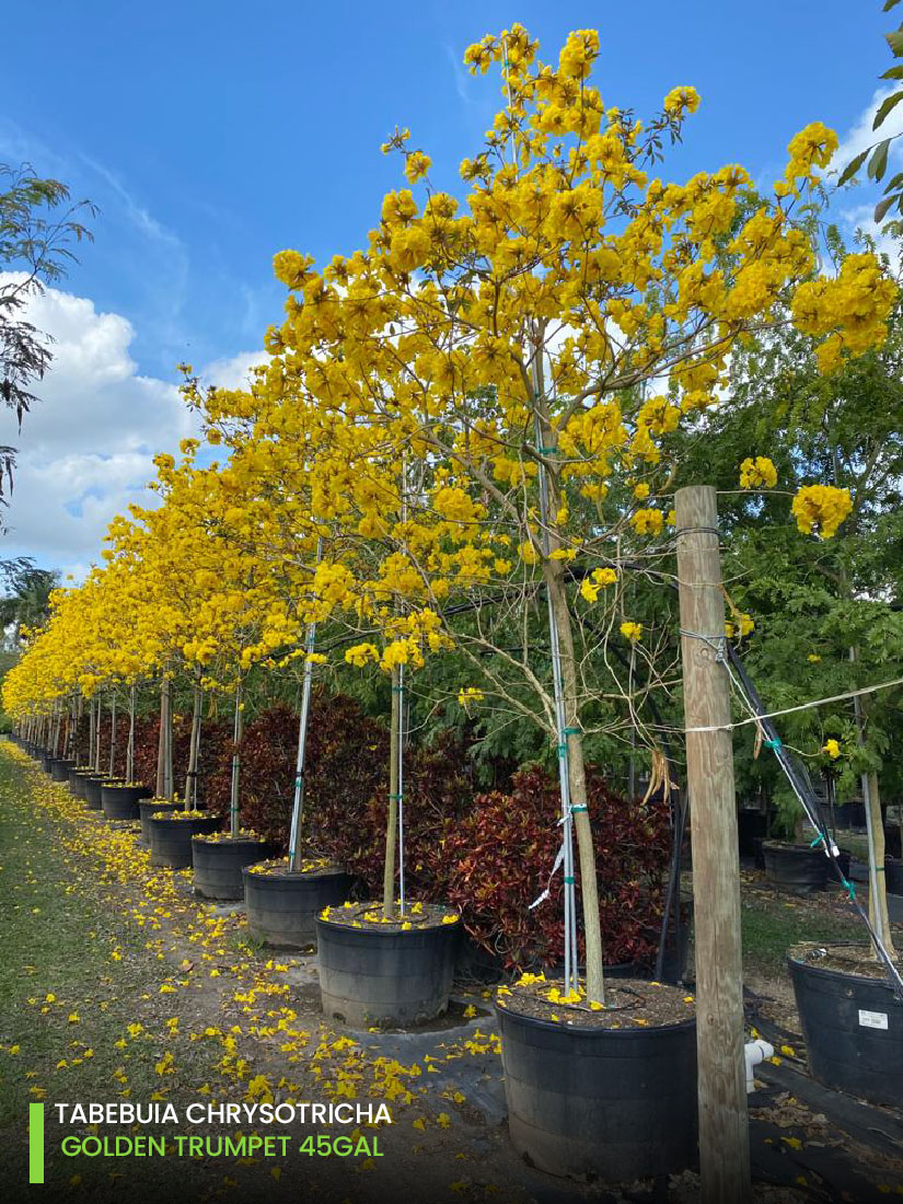 Ornamental trees - Tababuia chrysotrica - golden trumpet 45 gal