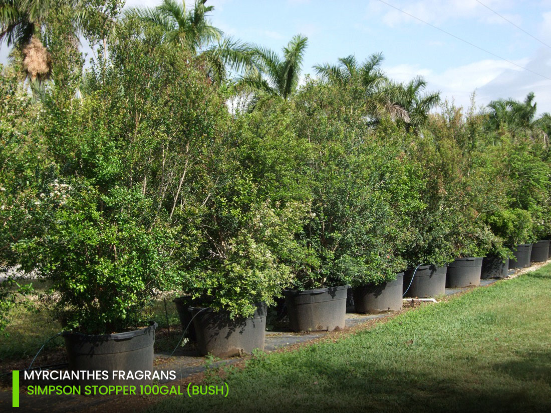 windbreak bush 100 gal myrcianthes fragans simpson stopper