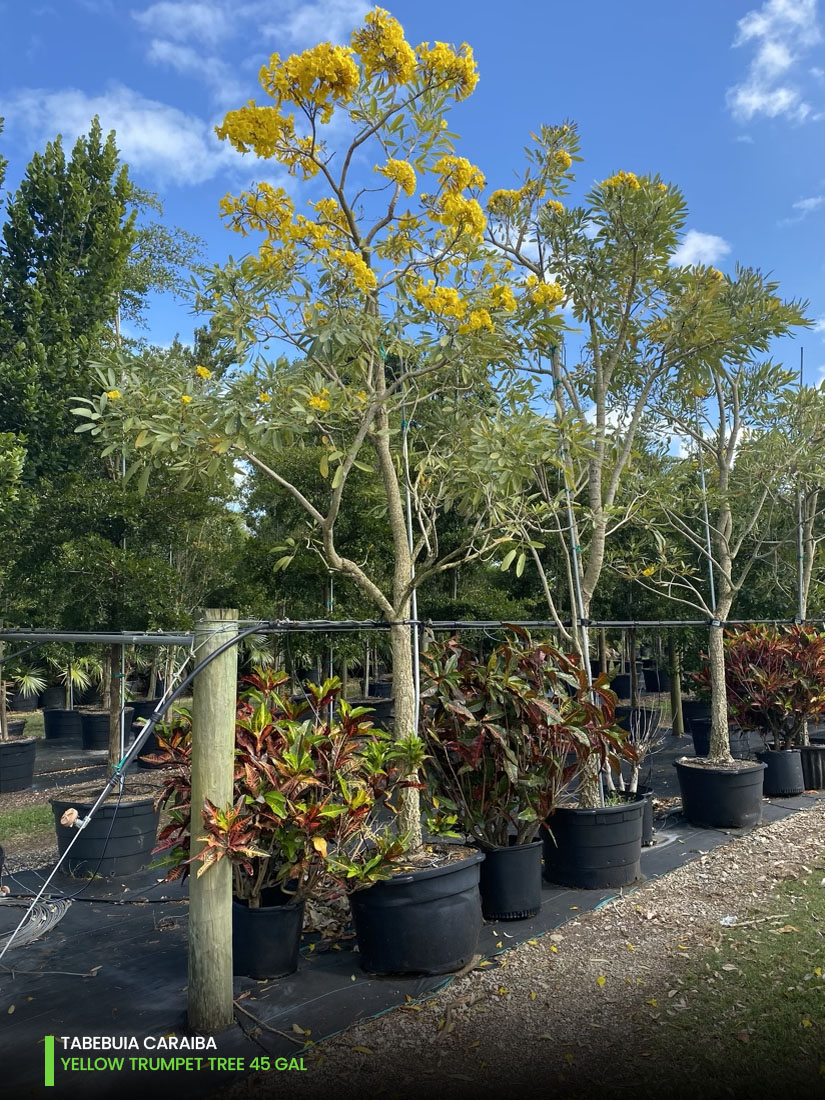 tabebuia caraiba - yellow trumpet - 45 gal