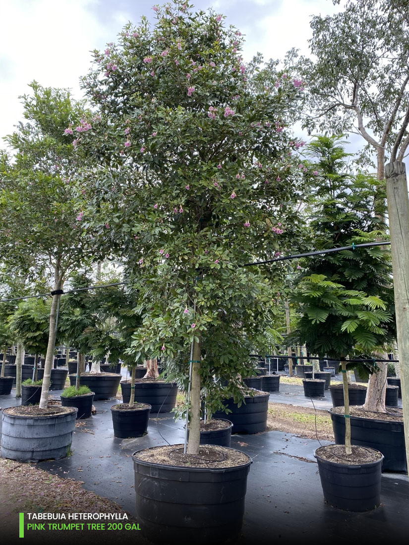 tabebuia heterophylla - pink trumpet -200 gal