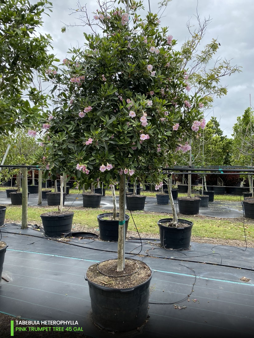 tabebuia heterophylla - pink trumpet tree 45 gal