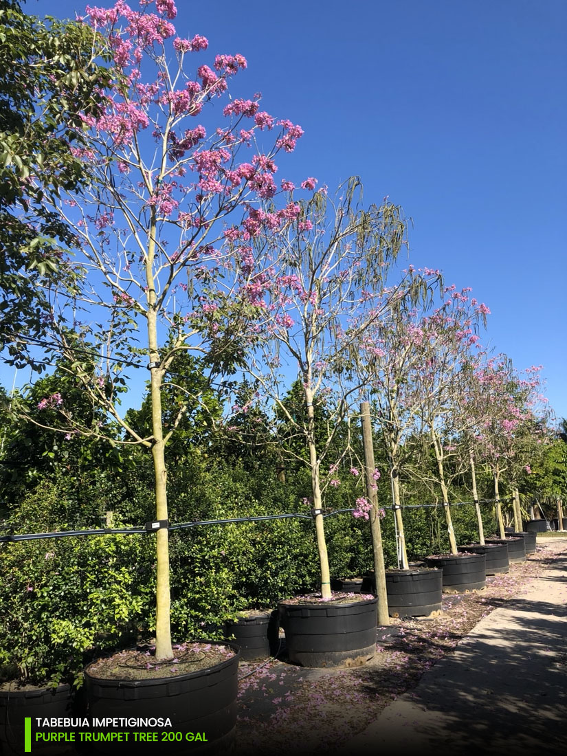 tabebuia impetiginosa purple trumpet tree- 200 gal