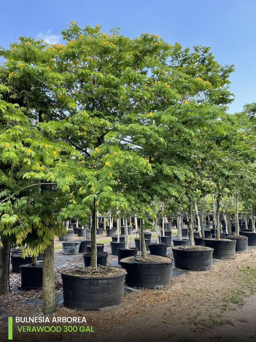 shade trees bulnesia arborea verawood tree 300 gallons