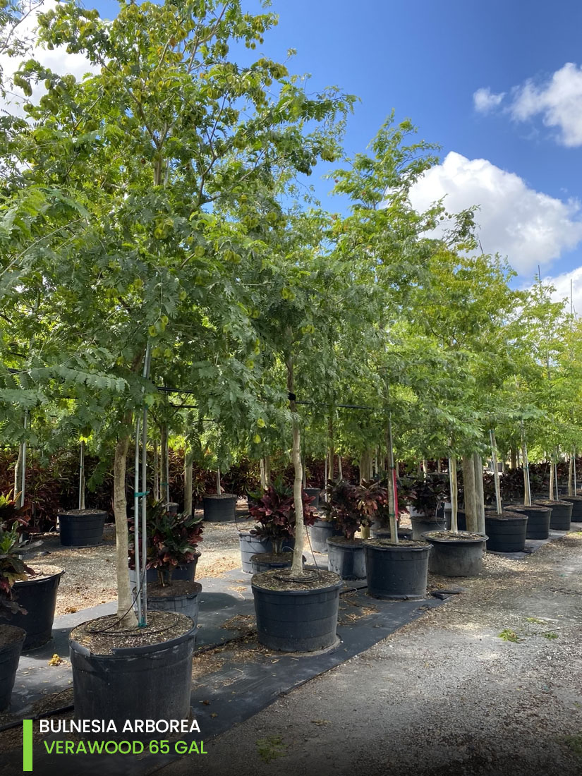 shade tree bulnesia arborea verawood tree 65 gallons