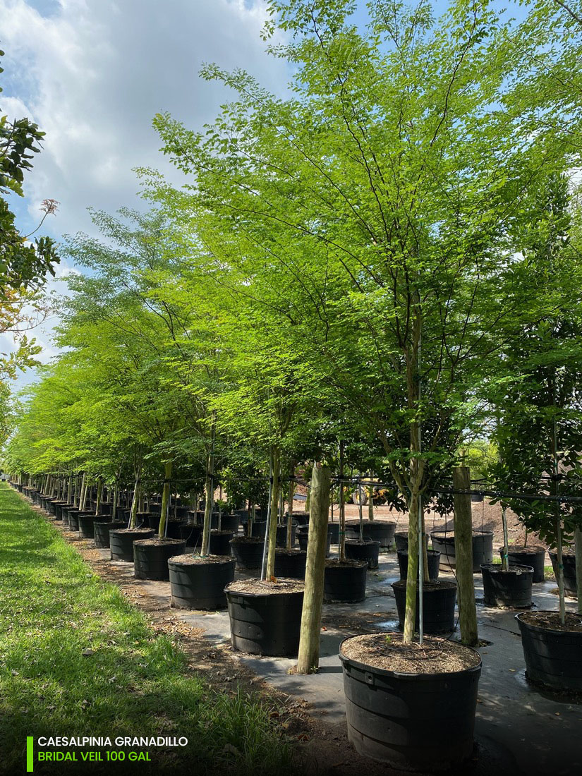 100 Gal - Caesalpinia Granadillo - Bridalveil tree