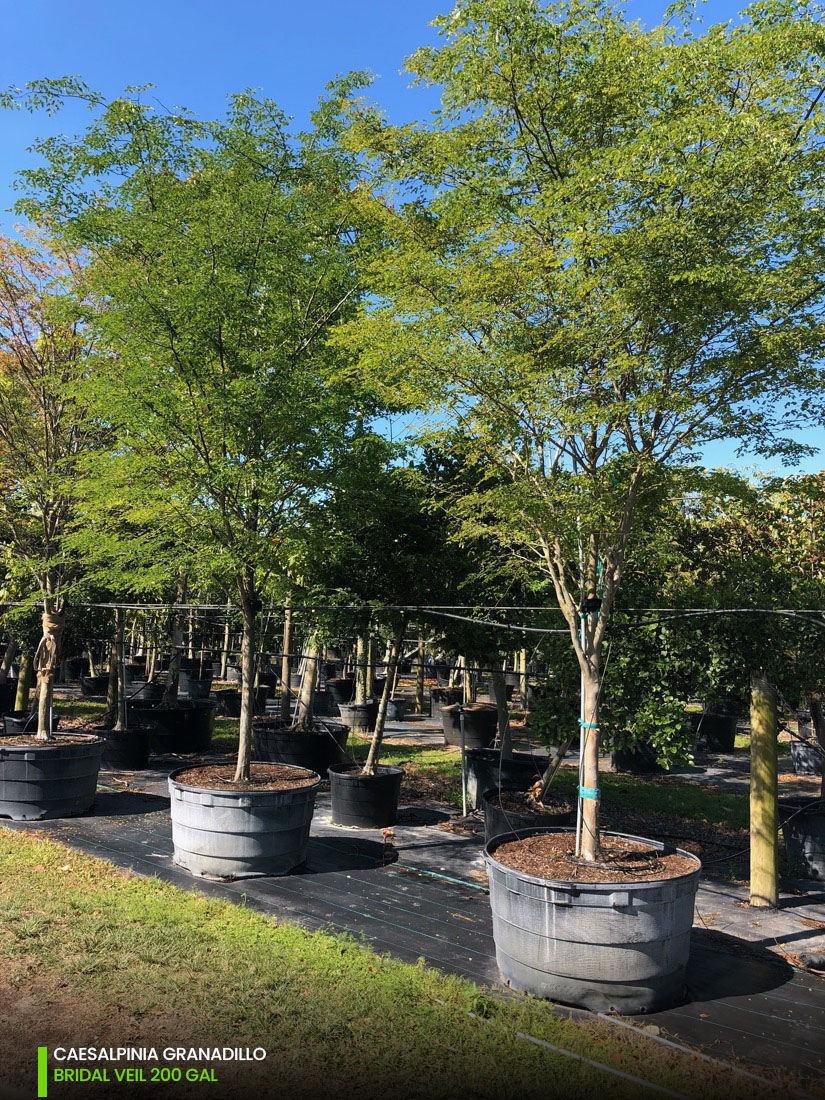 200 Gal - Caesalpinia Granadillo - Bridalveil tree