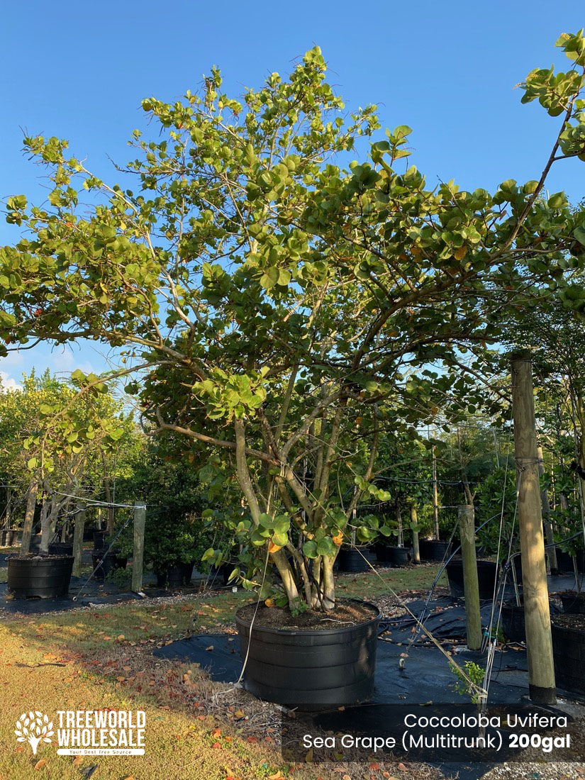 Coccoloba Uvifera Bush