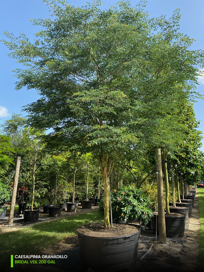 300 Gal - Caesalpinia Granadillo - Bridalveil tree