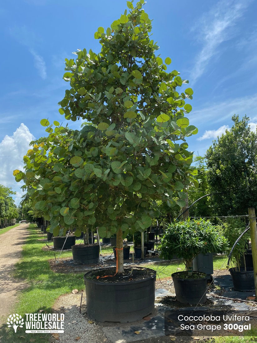 Coccoloba Uvifera