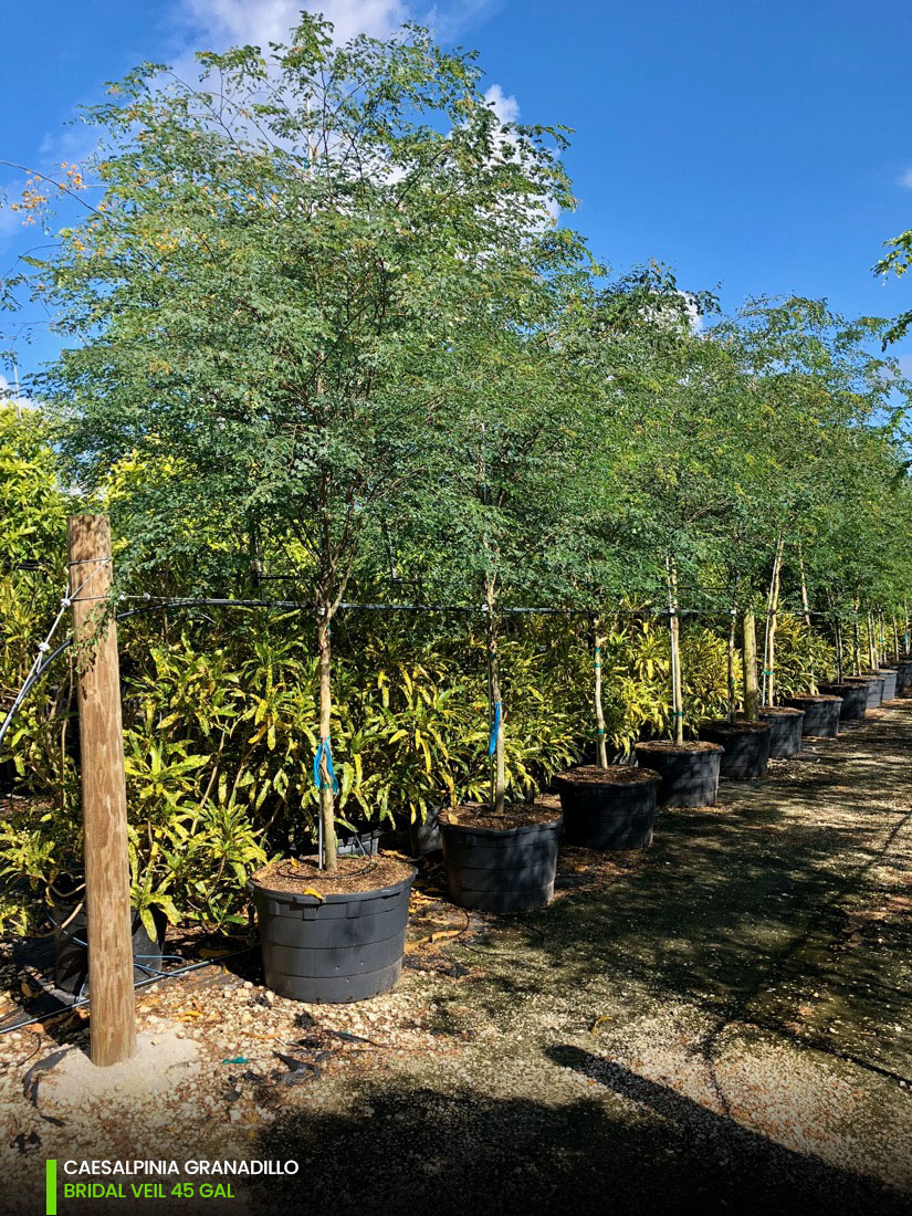 45 Gal - Caesalpinia Granadillo - Bridalveil tree