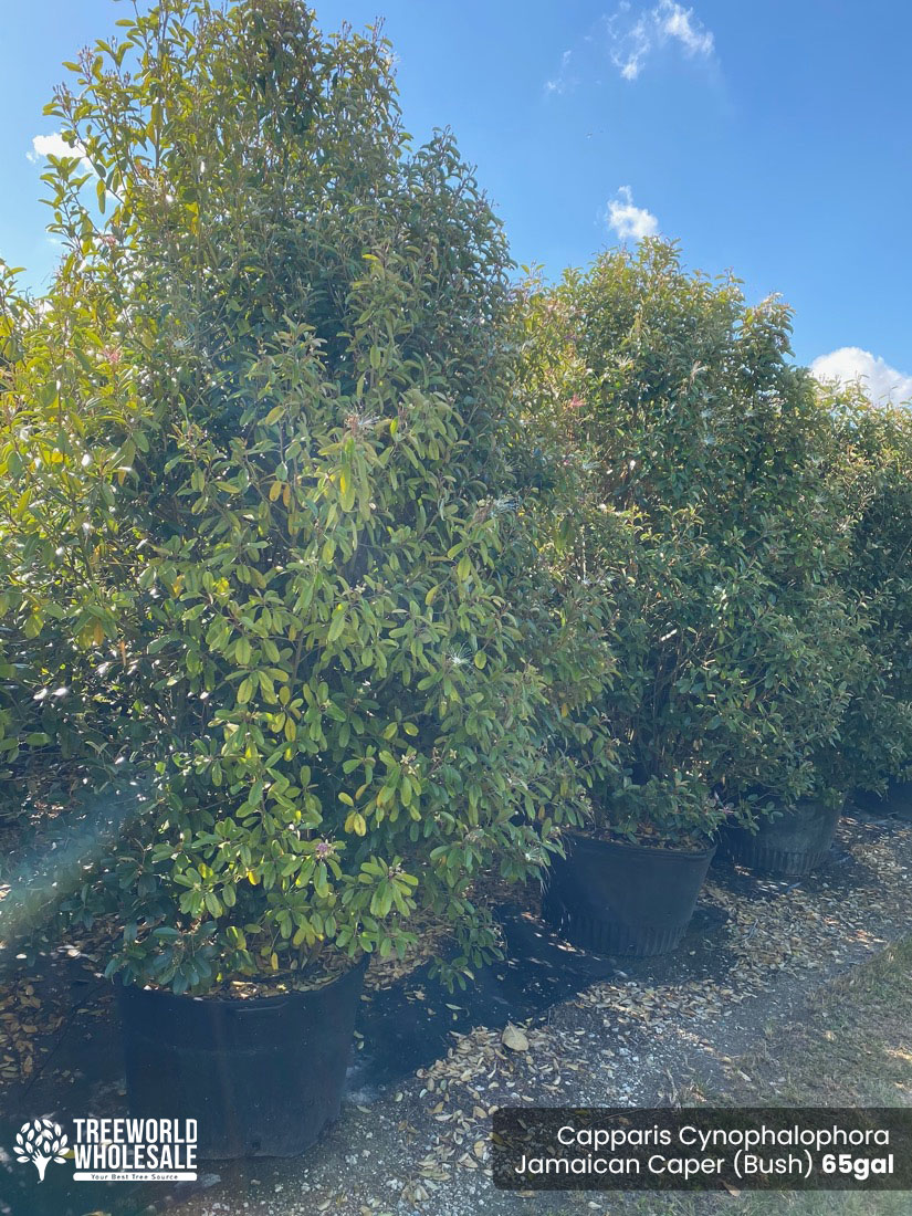 65 Gal - Capparis Cynophalophora hedge - Jamaican Caper, Black Caper -