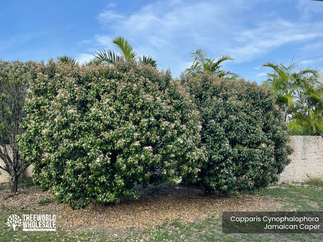 Capparis Cynophalophora - Jamaican Caper bush, Black Caper - Specimen