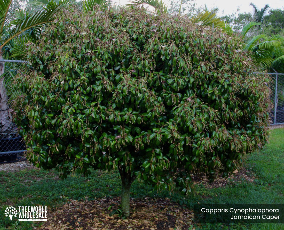 Capparis Cynophalophora - Jamaican Caper, Black Caper - Specimen