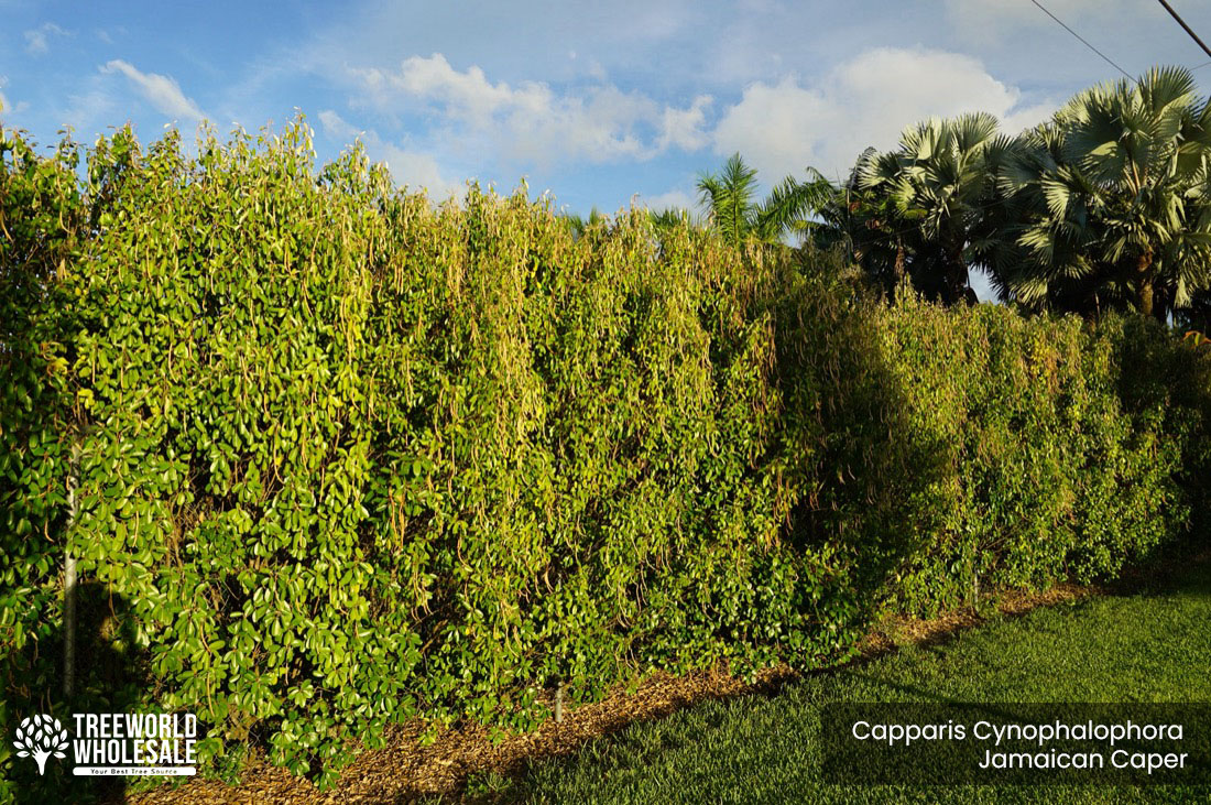 apparis Cynophalophora - Jamaican Caper, Black Caper - Specimen - Hedge