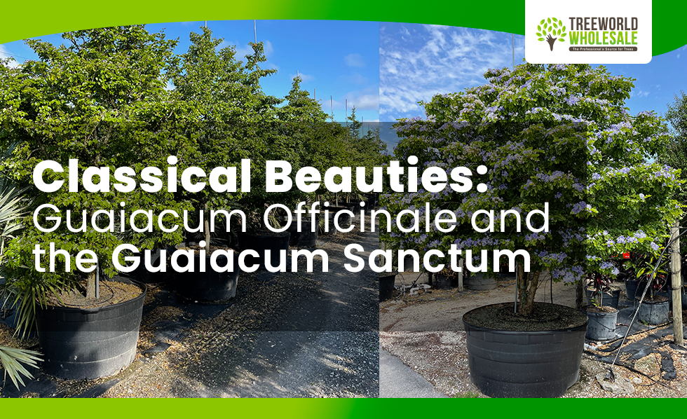 Guiacum Officinale and Guiacum Sanctum