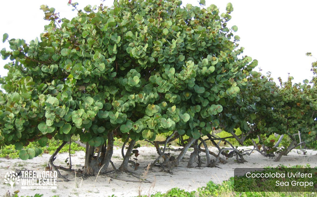 Coccoloba Uvifera - Sea Grape - Specimen