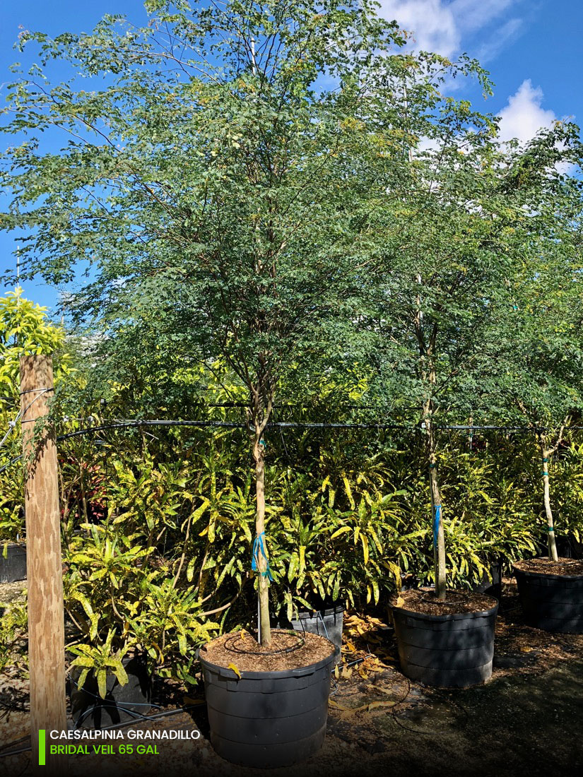 65 Gal - Caesalpinia Granadillo - Bridalveil tree