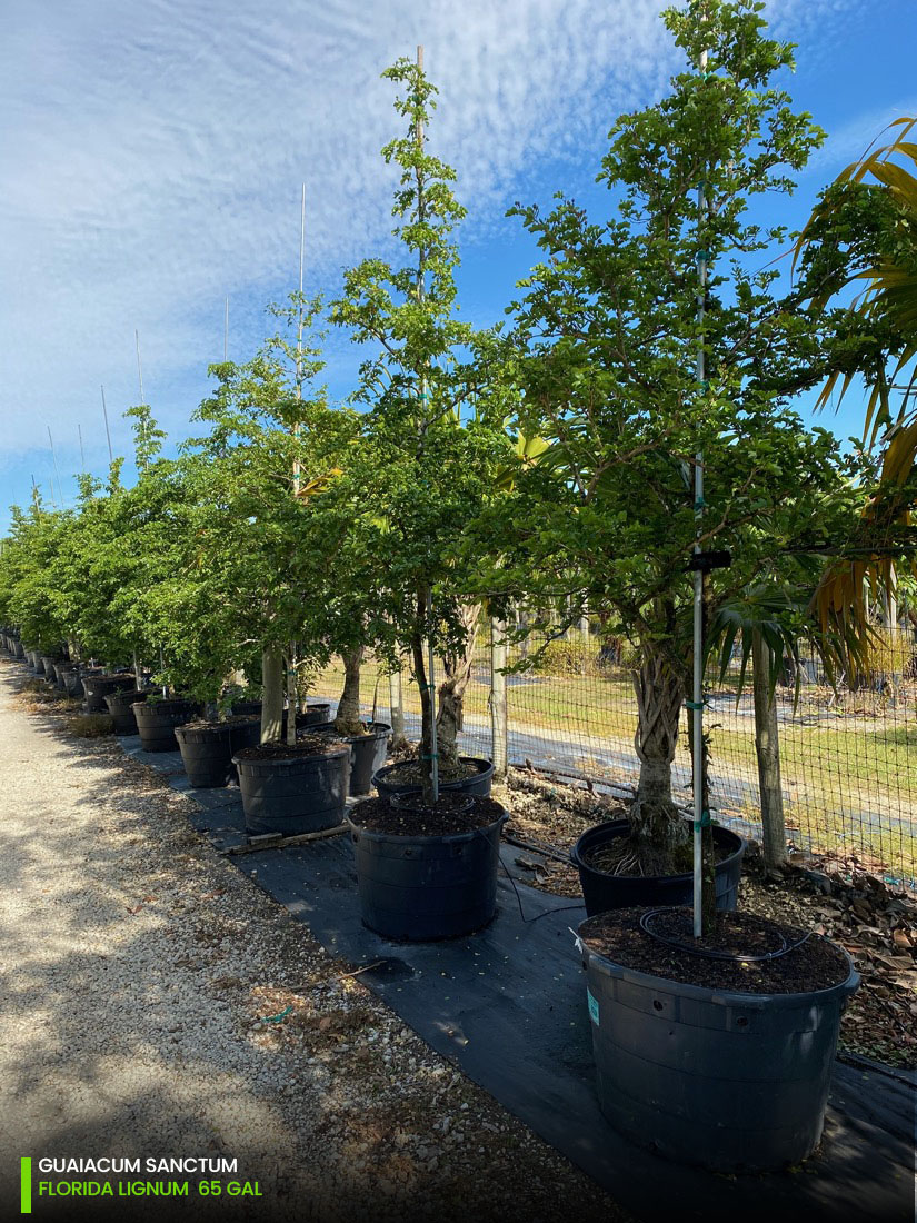 -Guaiacum Sanctum - Florida Lignum tree row