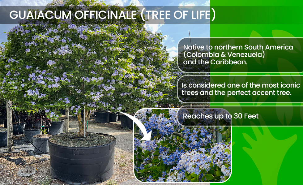 Guaiacum Officinale-Tree of life