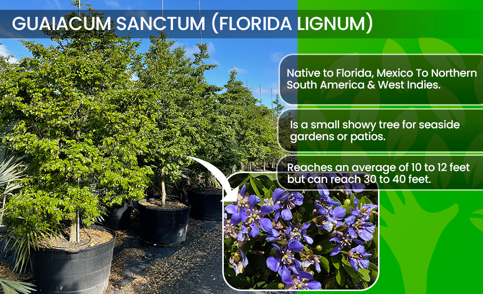 Guaiacum Sanctum-Florida Lignum Vitae