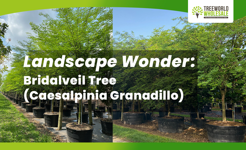 Landscape Wonder - Bridalveil tree caesalpinia granadillo