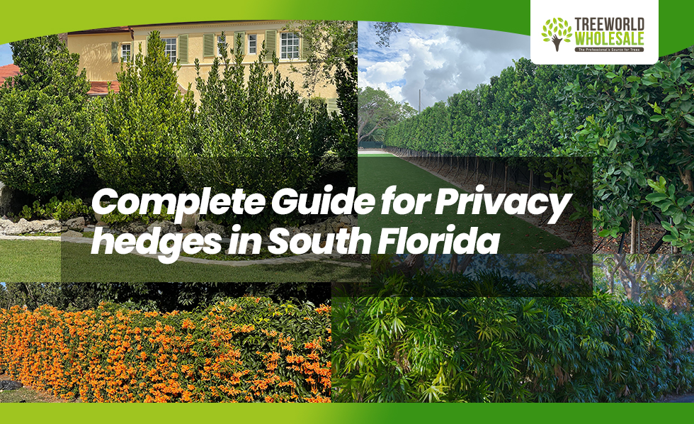 Privacy Hedges Guide South Florida