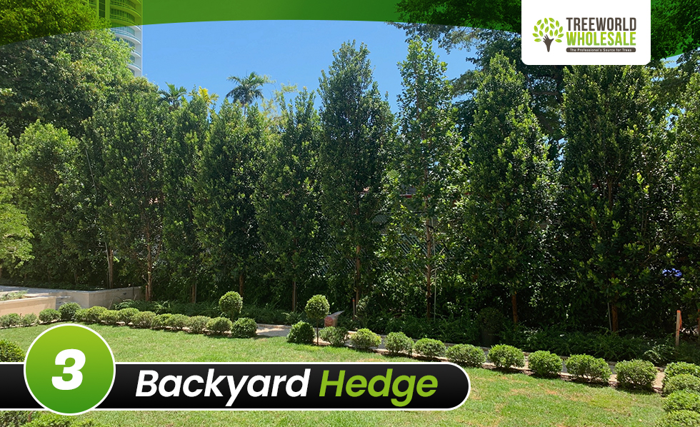 backyard hedges