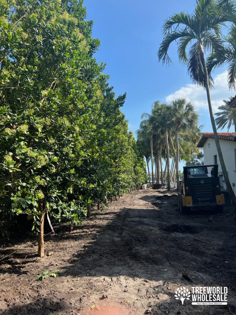 sideyard landscape application bayrum hedge