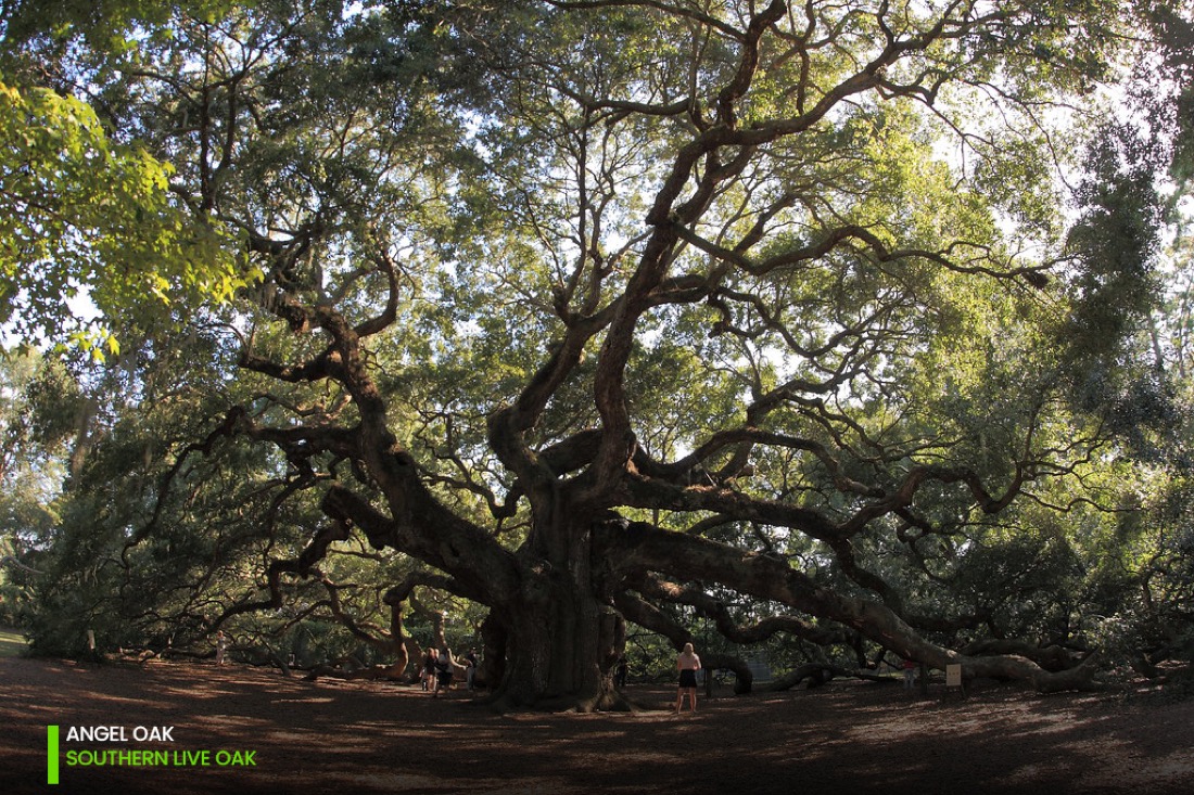 landmark tree Angel Oak - Southern live oak