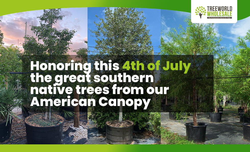 4th of july - southern landmark native trees