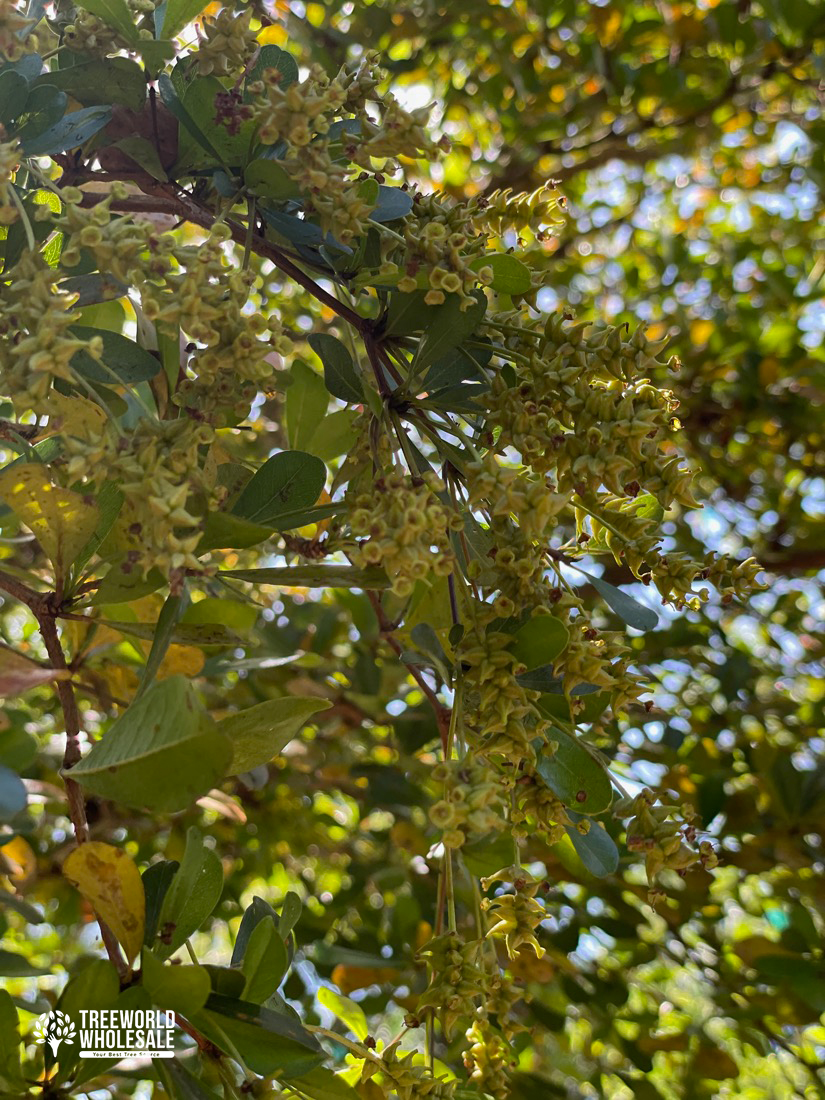 Bucida Buceras - Shady Lady - Flower