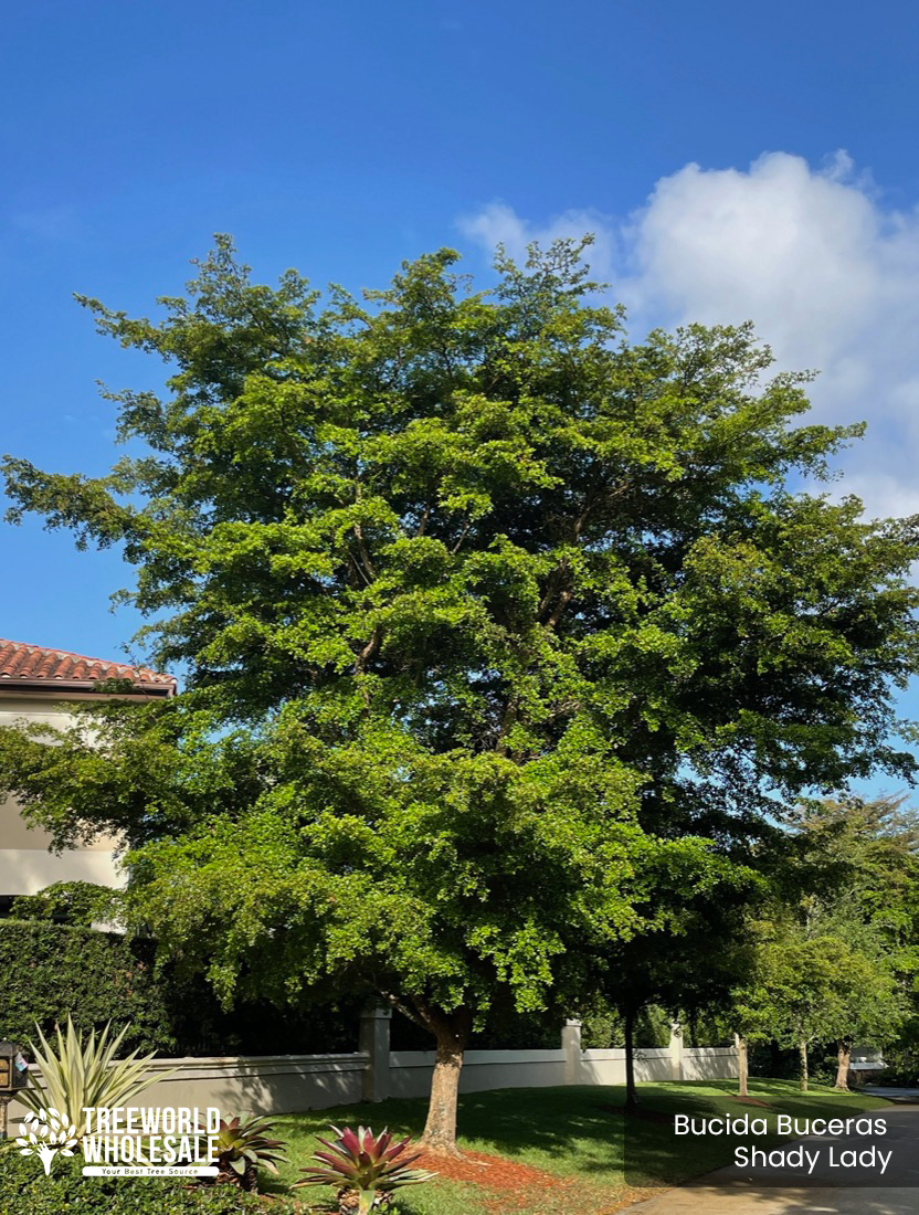 Shady Lady (Bucida Buceras tree for sale)