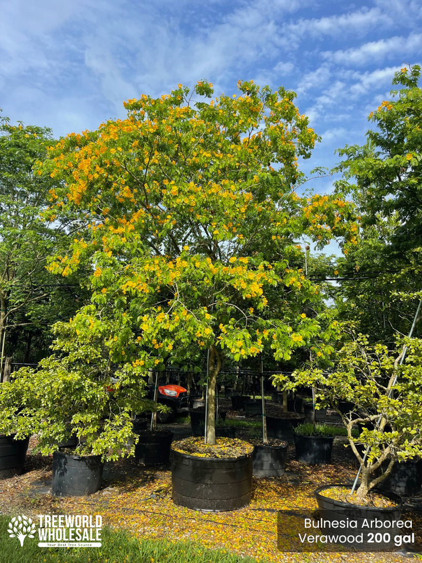 Bulnesia Arborea- Verawood tree- 200 gal