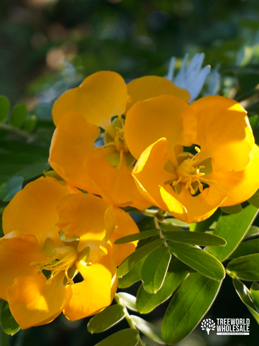 Bulnesia Arborea - Verawood - flower_