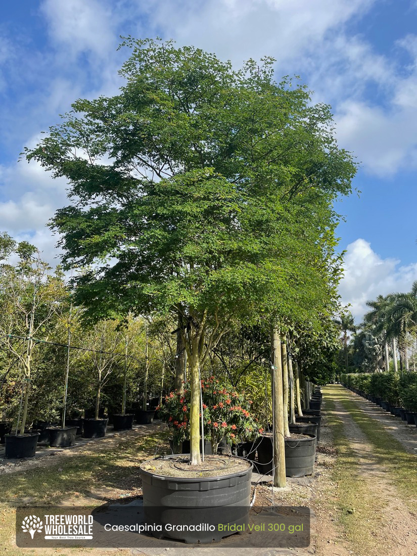 Caesalpinia Granadillo - Bridal Veil - 300 gal